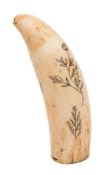 A scrimshaw decorated tooth:, incised with naive floral decoration,
