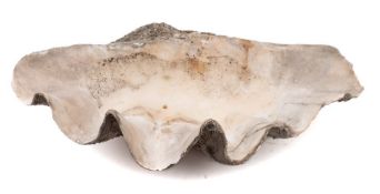 Conchology. A giant half clam shell (Tridacna gigantea):, 71cm wide (some damage and restoration).