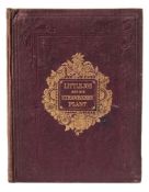 ANON - Little Joe and His Strawberry Plant : 2 hand coloured wood engravings, org.