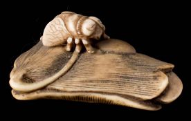 A Japanese carved ivory netsuke: depicting a bee seated on a gourd leaf, unsigned, 5cm. long.