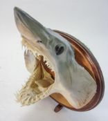 A mounted and preserved Mako shark's head:, on an oval plinth. 28cm wide.