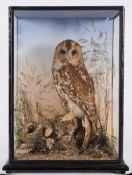 (Tyto Alba) a cased preserved Barn owl:, unsigned, naturally set in a glazed case,