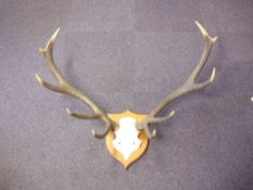 A pair of ten point antlers with skull on a shield plinth.