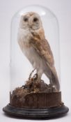 (Tyto Alba) - A Victorian cased preserved barn owl under glass dome 45cm high.