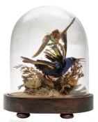 A late 19th/early 20th century taxidermy group of two humming birds under a glass dome:,