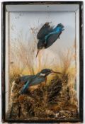 A cased preserved pair of Kingfishers:, naturally set,