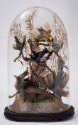 A late 19th century taxidermy group of birds under a glass dome,