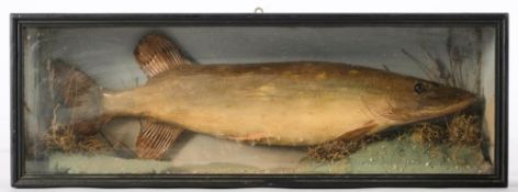 A reproduction cased pike:, naturally set, 19 x 55 x 11cm.