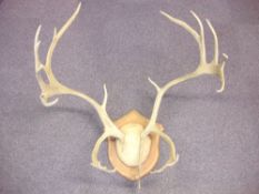 A pair of 12 point stag's antlers:, on a mahogany shield plinth, 80cm wide.