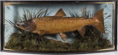 A cased preserved Bull Trout by J Cooper & Sons 28 Radnor Street, London:,
