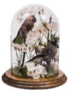 (Pyrrhula Pyrrhula) - a pair of bullfinches under glass dome:- 27cm high (Ex aviary birds).