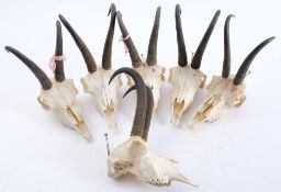 A group of six Chamois skulls:, (6).