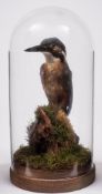 (Alcedo Atthis) - kingfisher under glass dome - 20cm high.