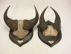Two pairs of mounted buffalo horns by Rowland Ward,London:,