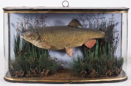 A cased preserved Chub:, unsigned,