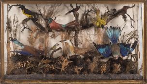 An early 20th century library display case of taxidermy birds:, including Roller and other species,