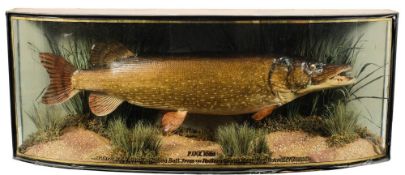 A cased preserved pike:, unsigned, naturally set in a bowfront case inscribed 'Pike 18lbs.