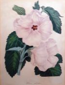 Box of assorted pictures and prints to include floral studies, etc