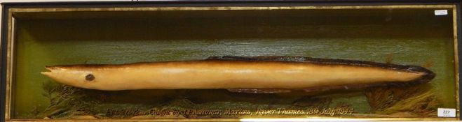 Model cast eel in three-side glass case, set in naturalistic setting, marked 'Eel 2lb 12oz, caught
