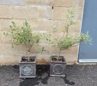 Two flowering plants in a pair of planters