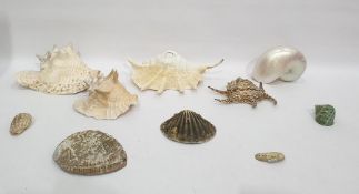 Quantity of shells to include conch shells, scallop shells, a large nautilus shell