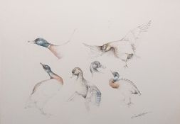 Set of four colour prints  Studies of birds, indistinctly signed (4)