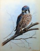 Mark Chester (20th Century) Watercolour Falcon on branch, signed lower right, 36 x 27 cm
