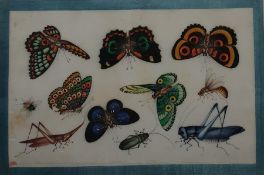 Pair 19th century Chinese paintings on rice-paper, studies of butterflies and other insects, 31cm