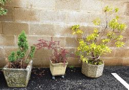 Two square composite garden planters and one planter moulded with leaves and flowers