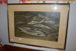 Framed Watercolour - Fish signed C. Williamson