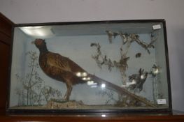 Taxidermy Pheasant