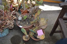 Three Assorted Cacti Including Opauntia