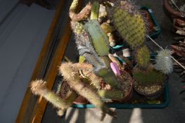 Tray Lot of Six Cacti Including Cerelis