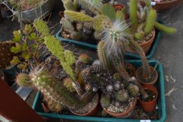 Eight Assorted Cacti and Succulents