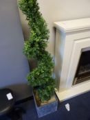 *Pair of Spiral Topiary in Pots