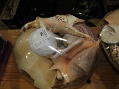 *Collection of Seashells in Basket