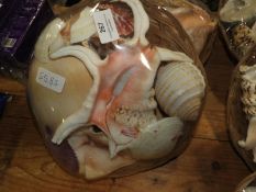 *Collection of Seashells in Basket