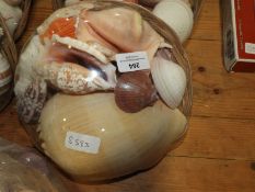 *Collection of Seashells in Basket