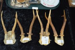 Four Pairs of Muntjac Deer Horns