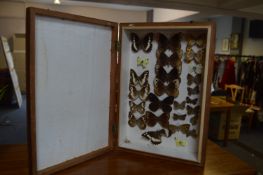 Butterfly Collection