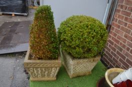 Two Square Planters Containing Box Topiary
