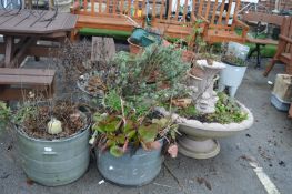 Three Garden Planters with Shrubs, and Water Featu