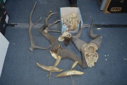 Animal Skulls, Antlers, etc.