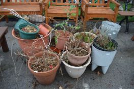 Garden Planters and Plant