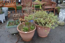 Large Garden Planters and Ornamental Shrubs