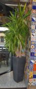 1 x Indoor Plant With Planter - Stands Approx 9ft Tall - CL363 - Location: Stevenage SG1