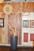 1 x Large Indoor Planter - H88 x W42 cms - Total Height 250 cms - CL363 - Location: Stevenage SG1