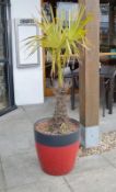 2 x Outdoor Plants in Planters - Red and Yellow - CL363 - Location: Stevenage SG1