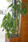 2 x Indoor Potted Live Plants - Both Stand Approx 6ft Tall - Planter Size 80x35x35 cms - Ref