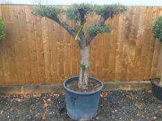 DECORATIVE HARDY OLIVE BONSAI TREE – IMPRESSIVE GARDEN STATEMENT CENTRE PIECE